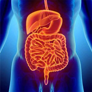 Digestione e Transito intestinale
